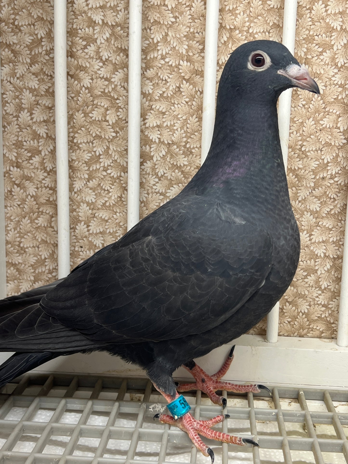 2025 Black Eagle Pigeon "GRPC 5634”