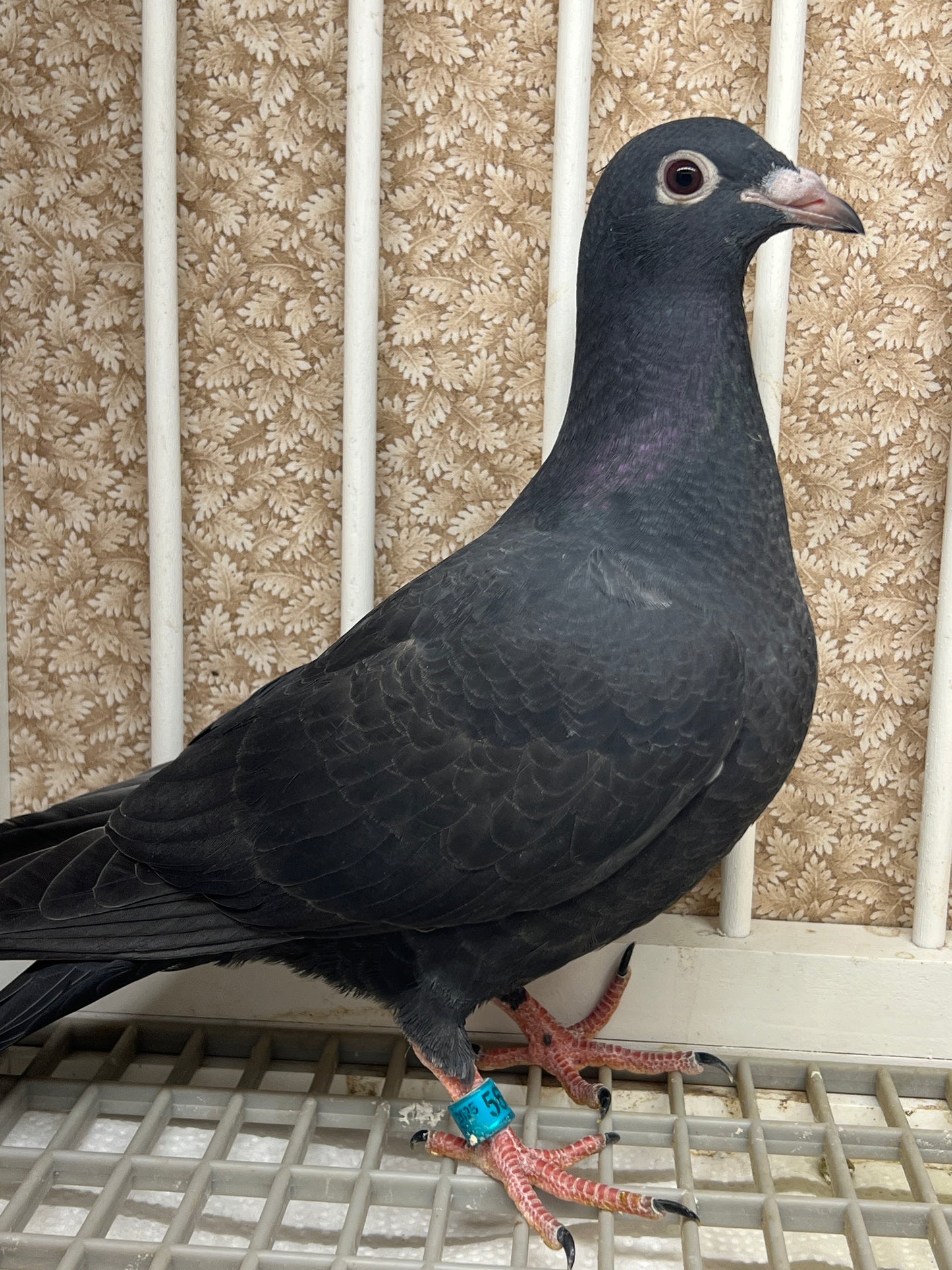 2025 Black Eagle Pigeon "GRPC 5634”