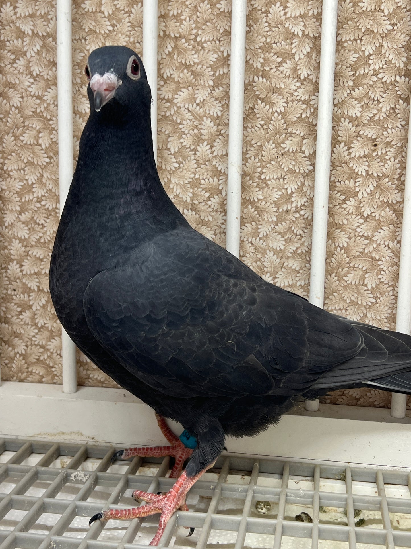 2025 Black Eagle Pigeon "GRPC 5634”