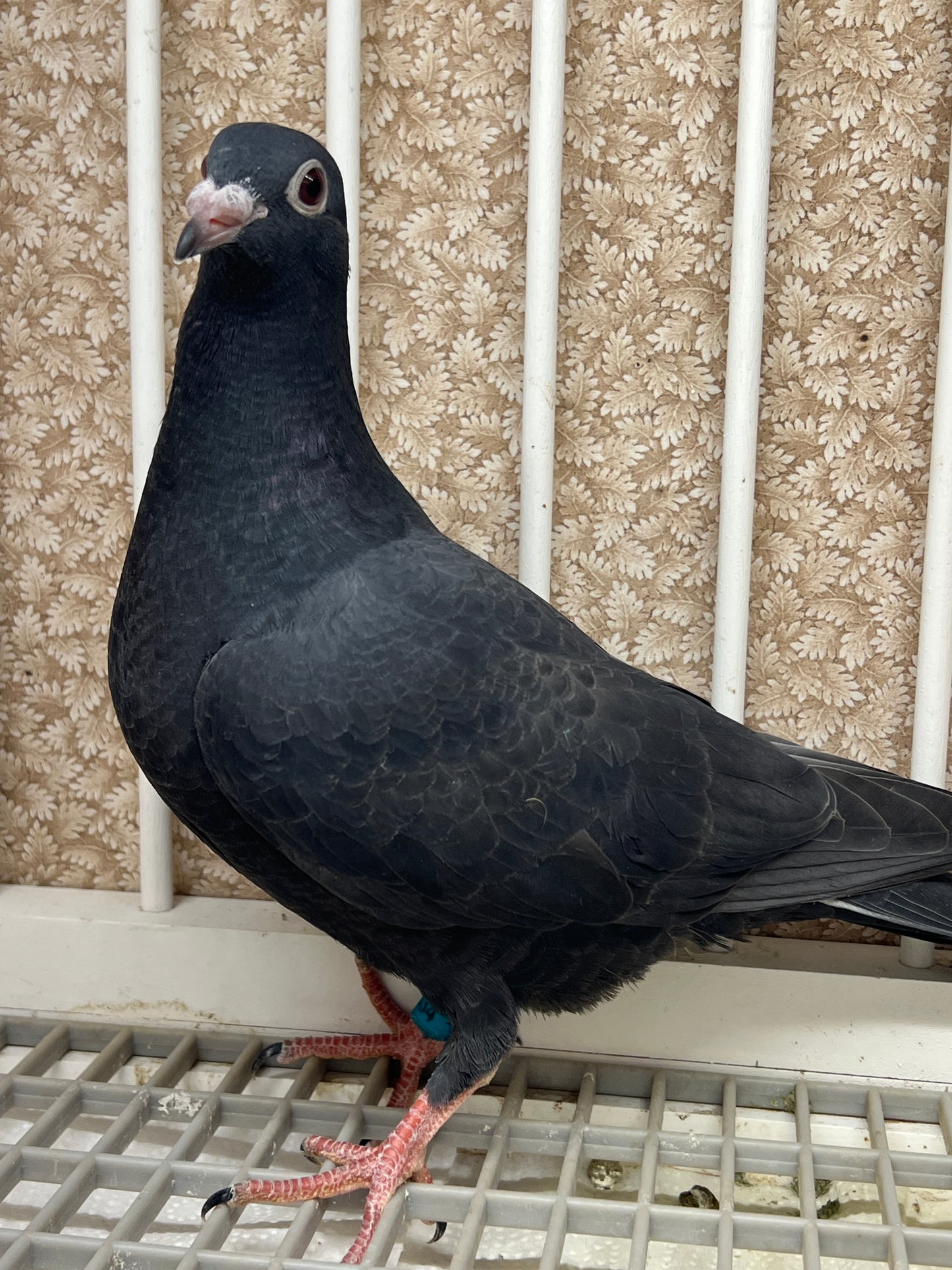 2025 Black Eagle Pigeon "GRPC 5634”