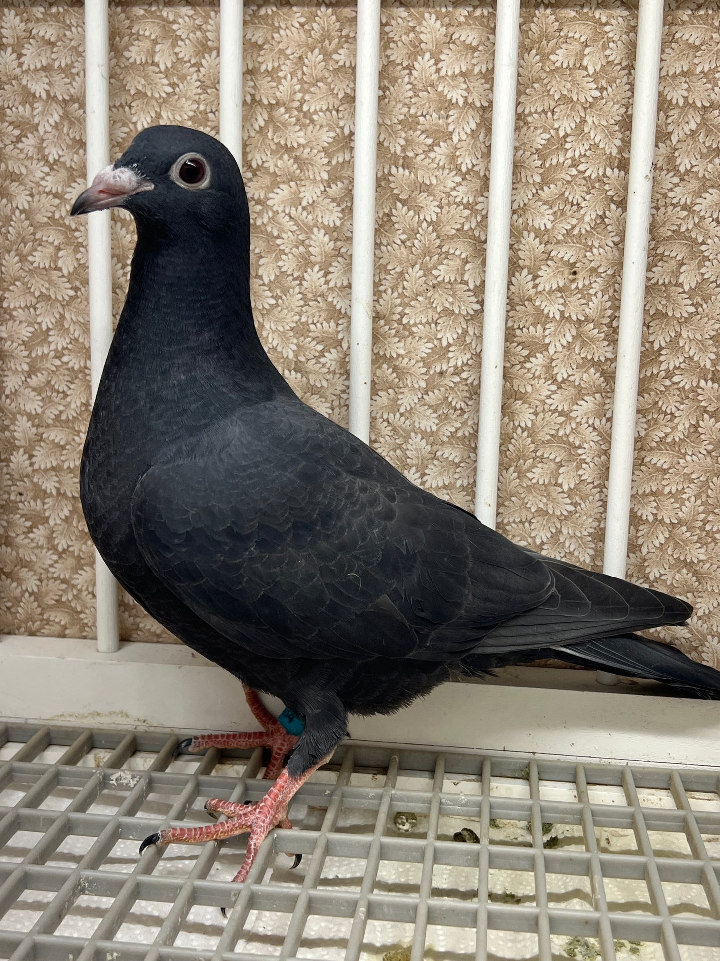 2025 Black Eagle Pigeon "GRPC 5634”
