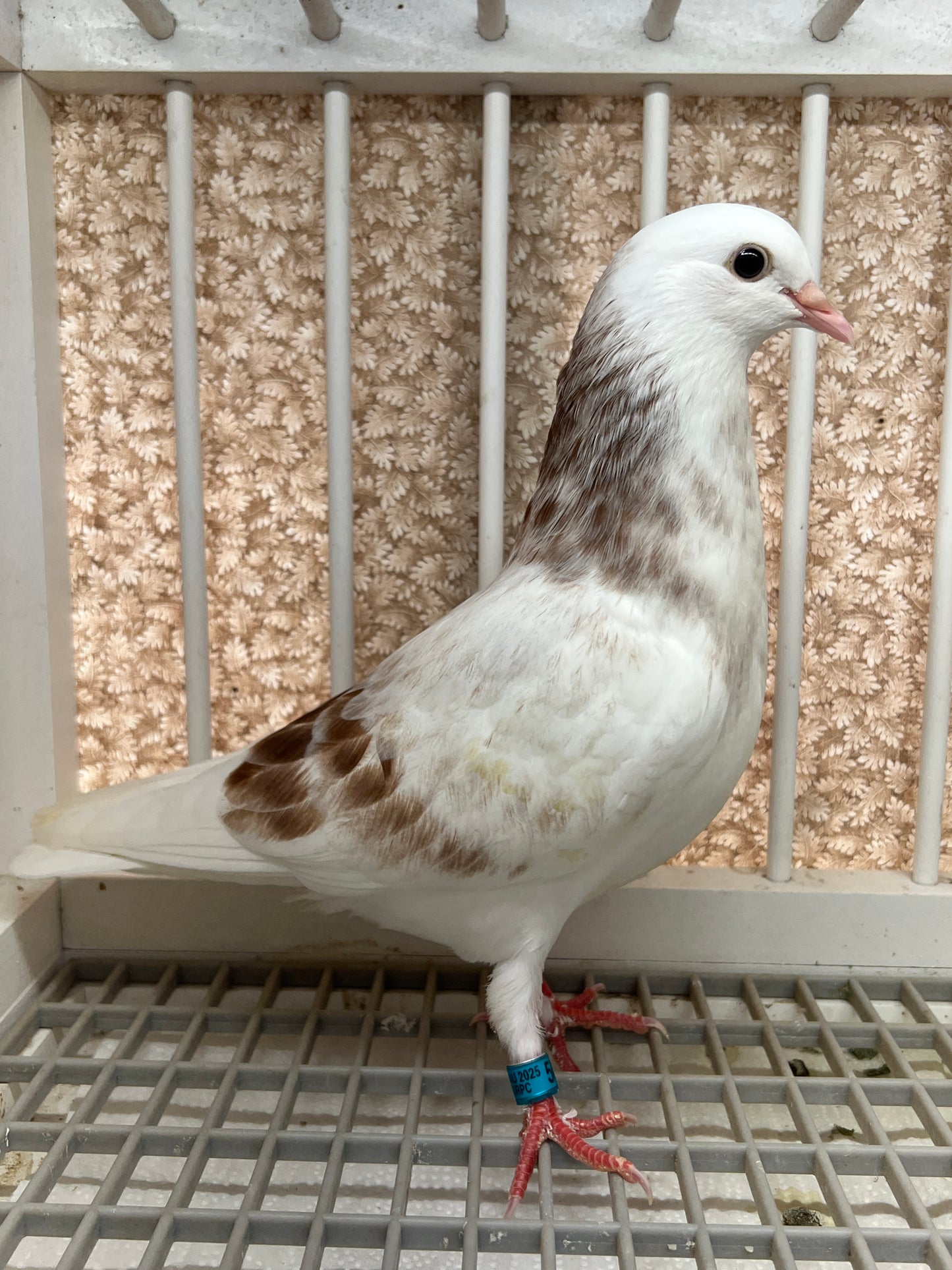 Birmingham Roller Pigeon (5627)