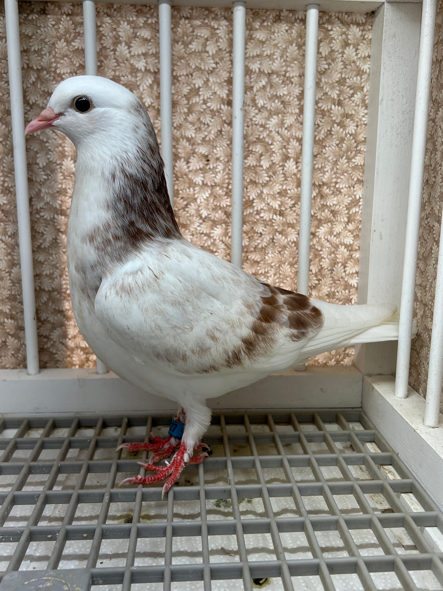 Birmingham Roller Pigeon (5627)