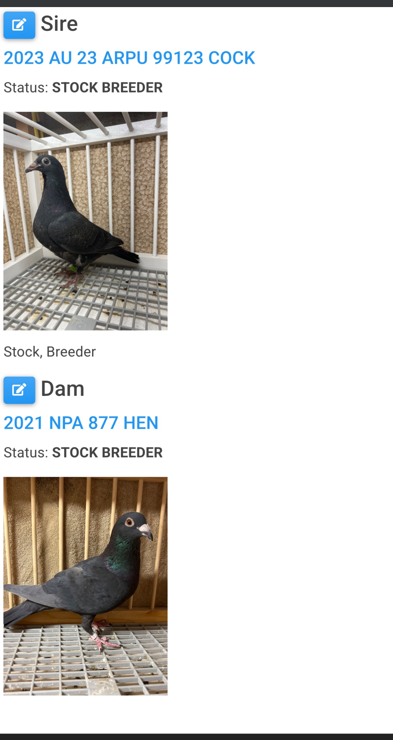 2025 Black Eagle Pigeon "GRPC 5639”