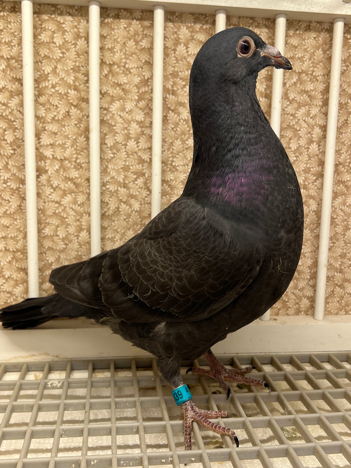 2025 Black Eagle Pigeon "GRPC 5639”