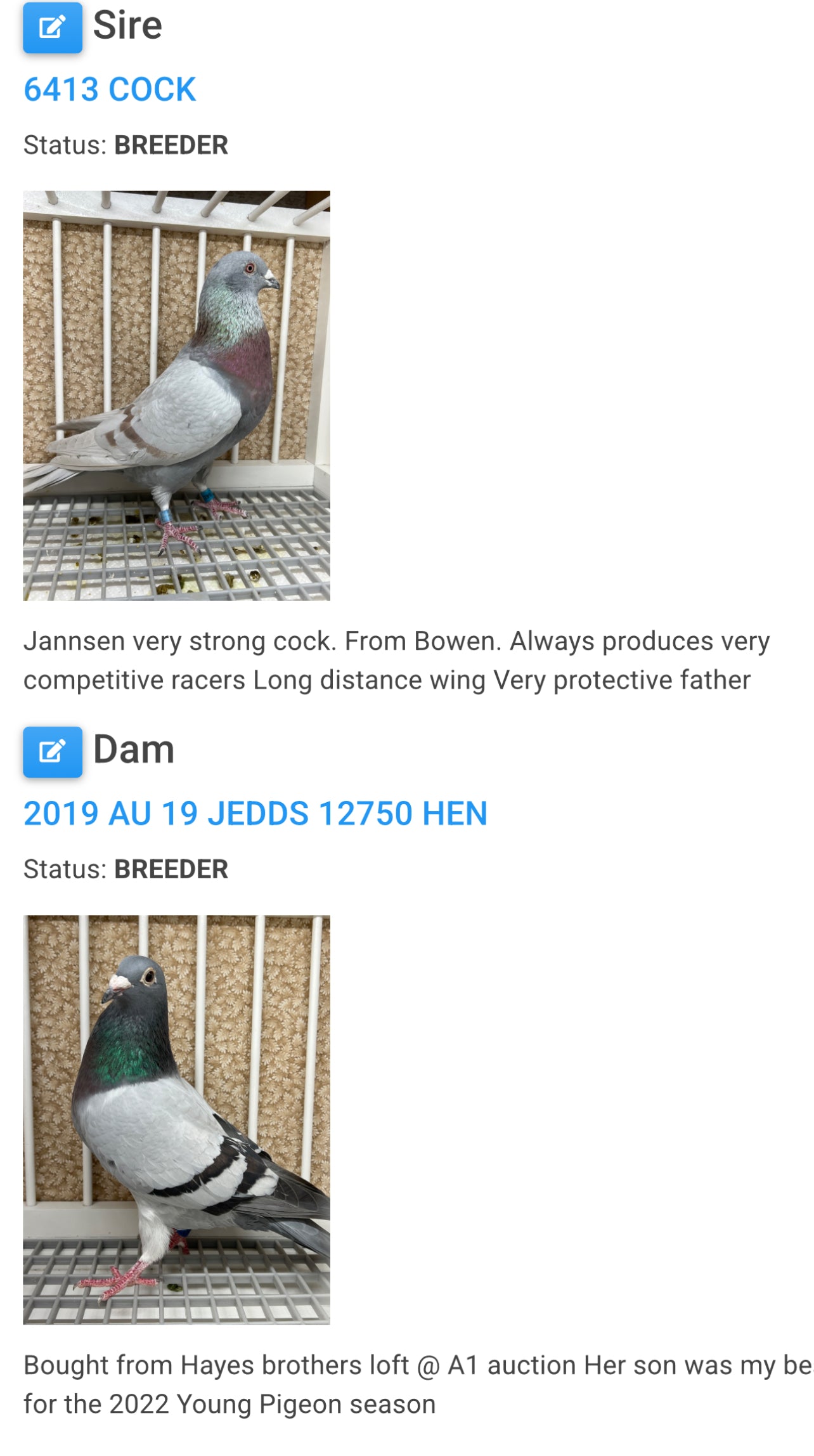 2025 Racing pigeon "RRL 498”