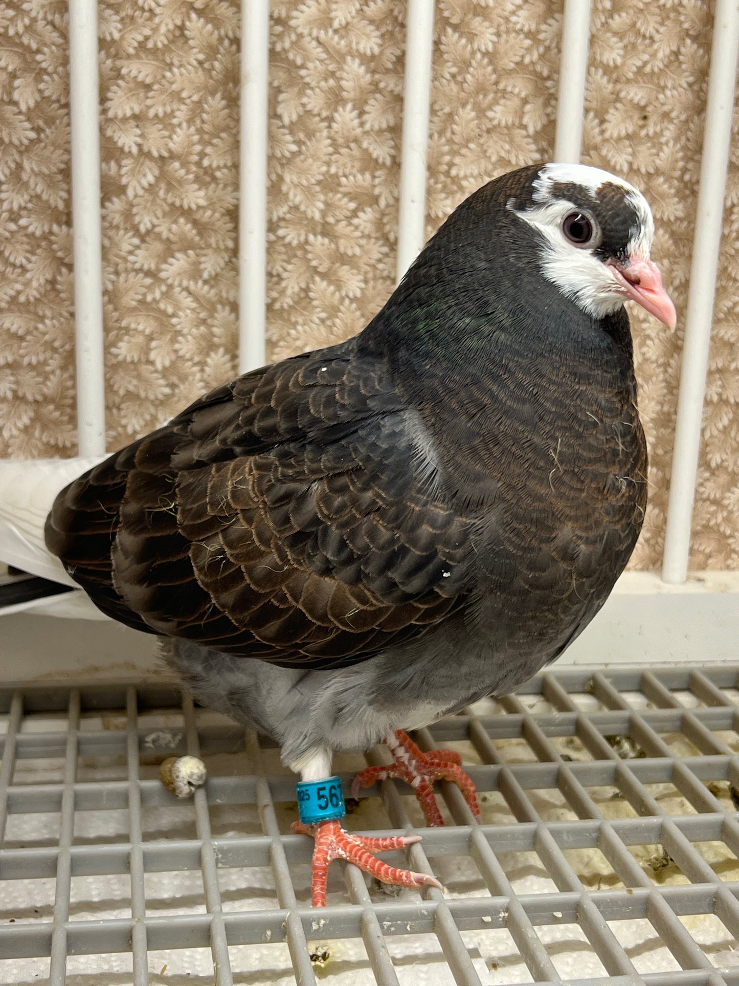 Birmingham Roller Pigeon "5671”