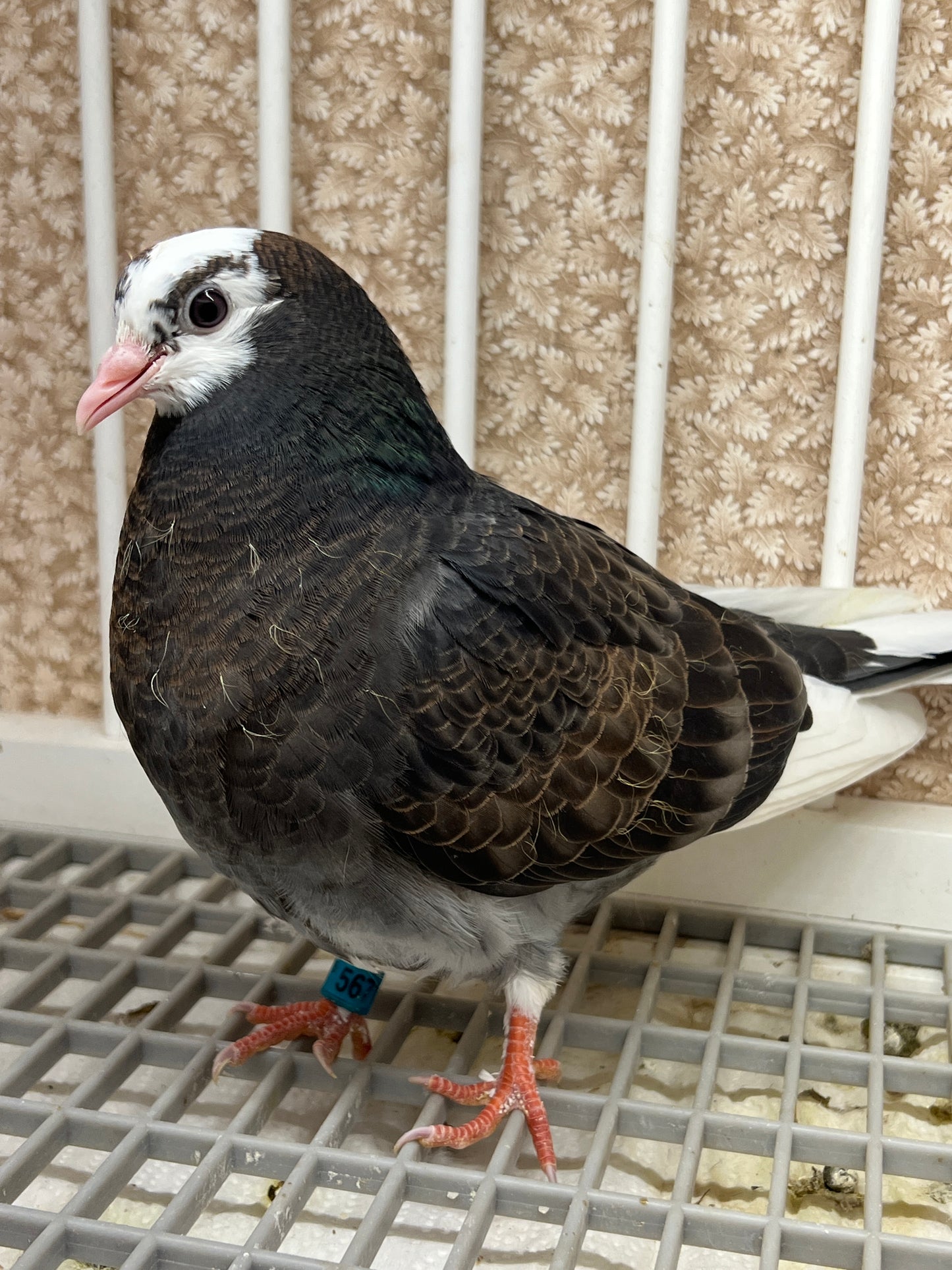 Birmingham Roller Pigeon "5671”