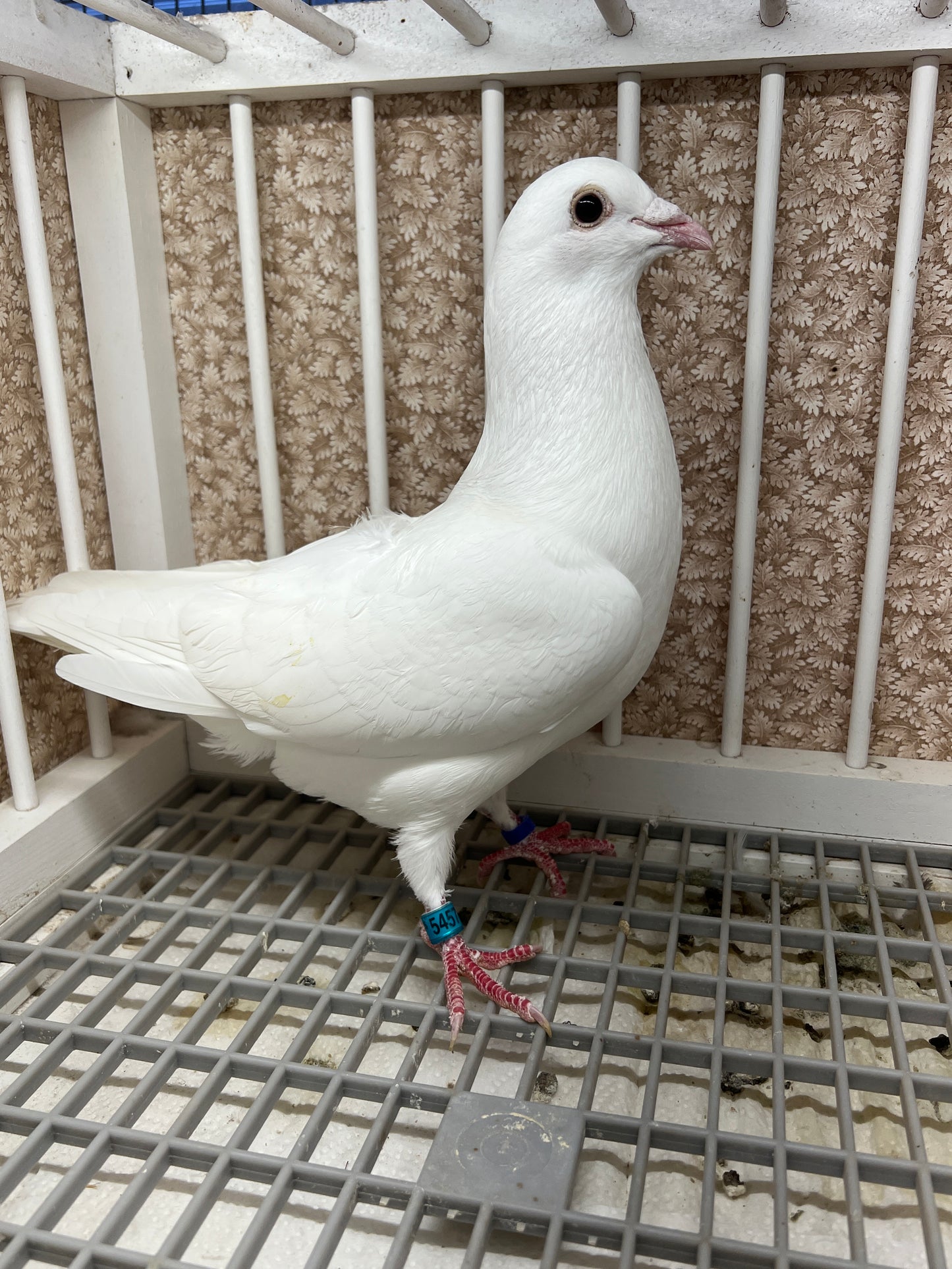 2025 Rocky Ridge White Pigeon "GRPC 5457”