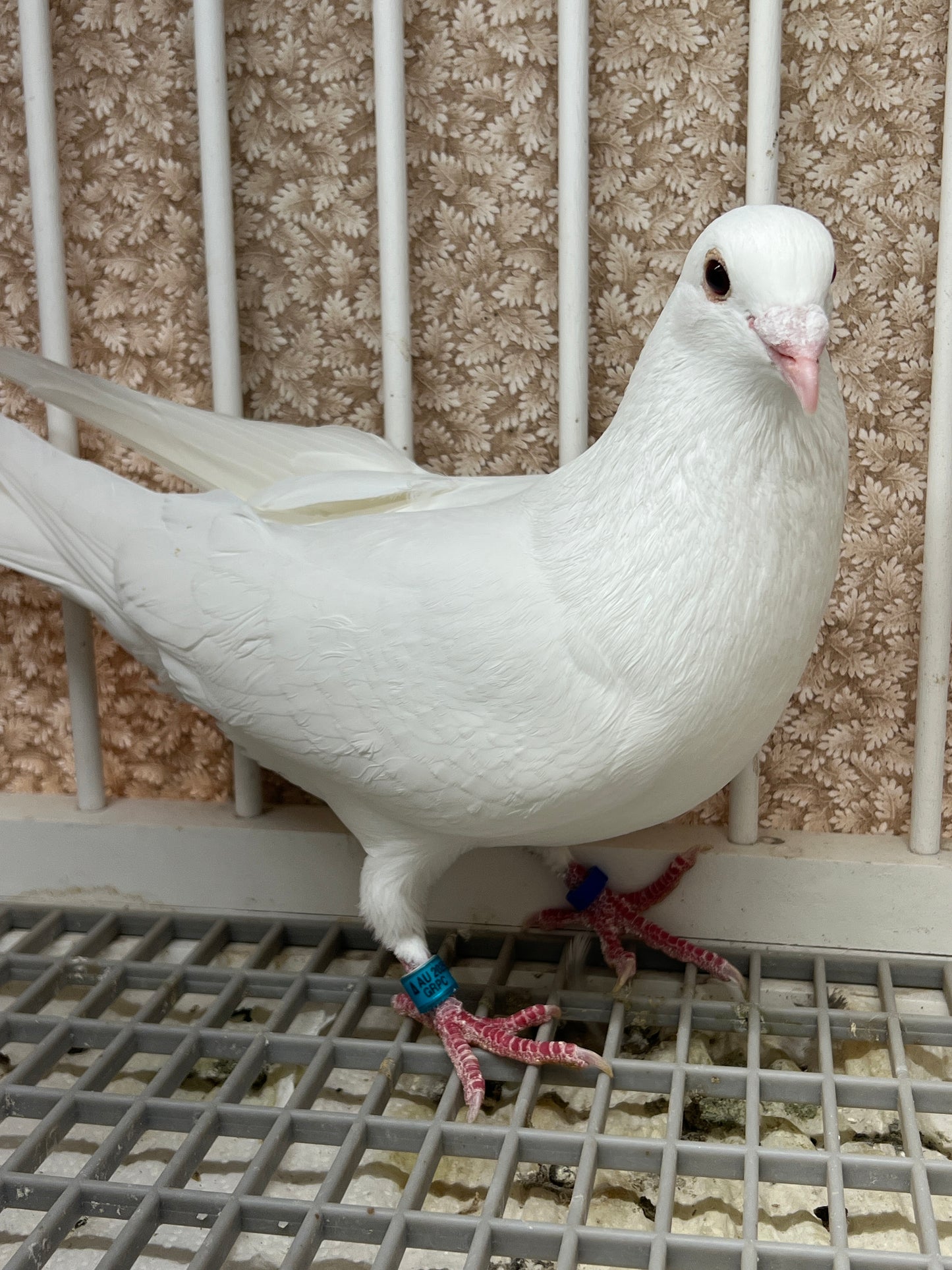2025 Rocky Ridge White Pigeon "GRPC 5458”