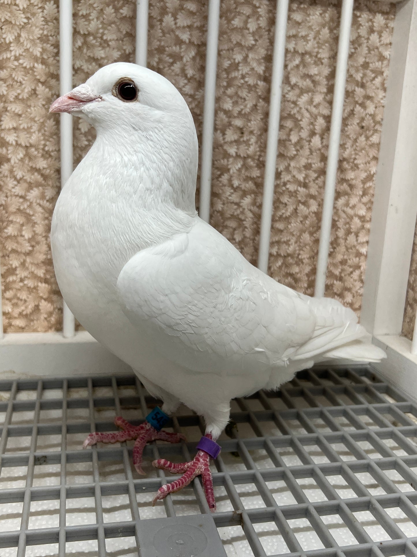 2025 Rocky Ridge White Pigeon "GRPC 5452”
