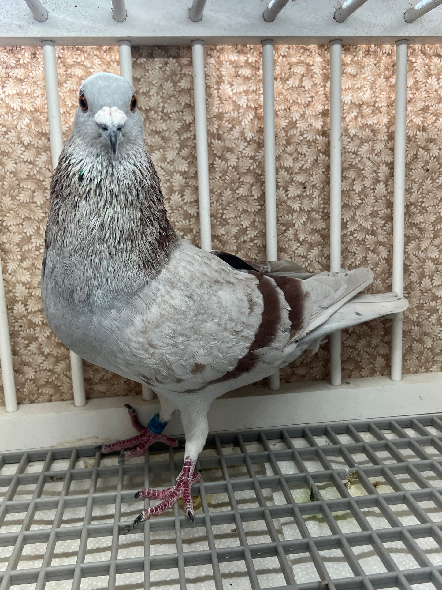 Racing Pigeon (GRPC 5424)