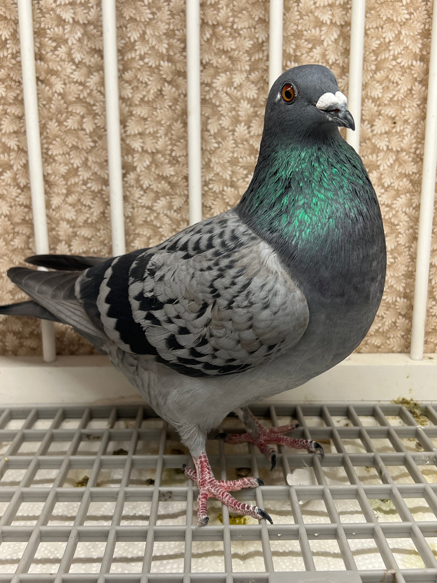 Racing Pigeon (2025 Houben 2)