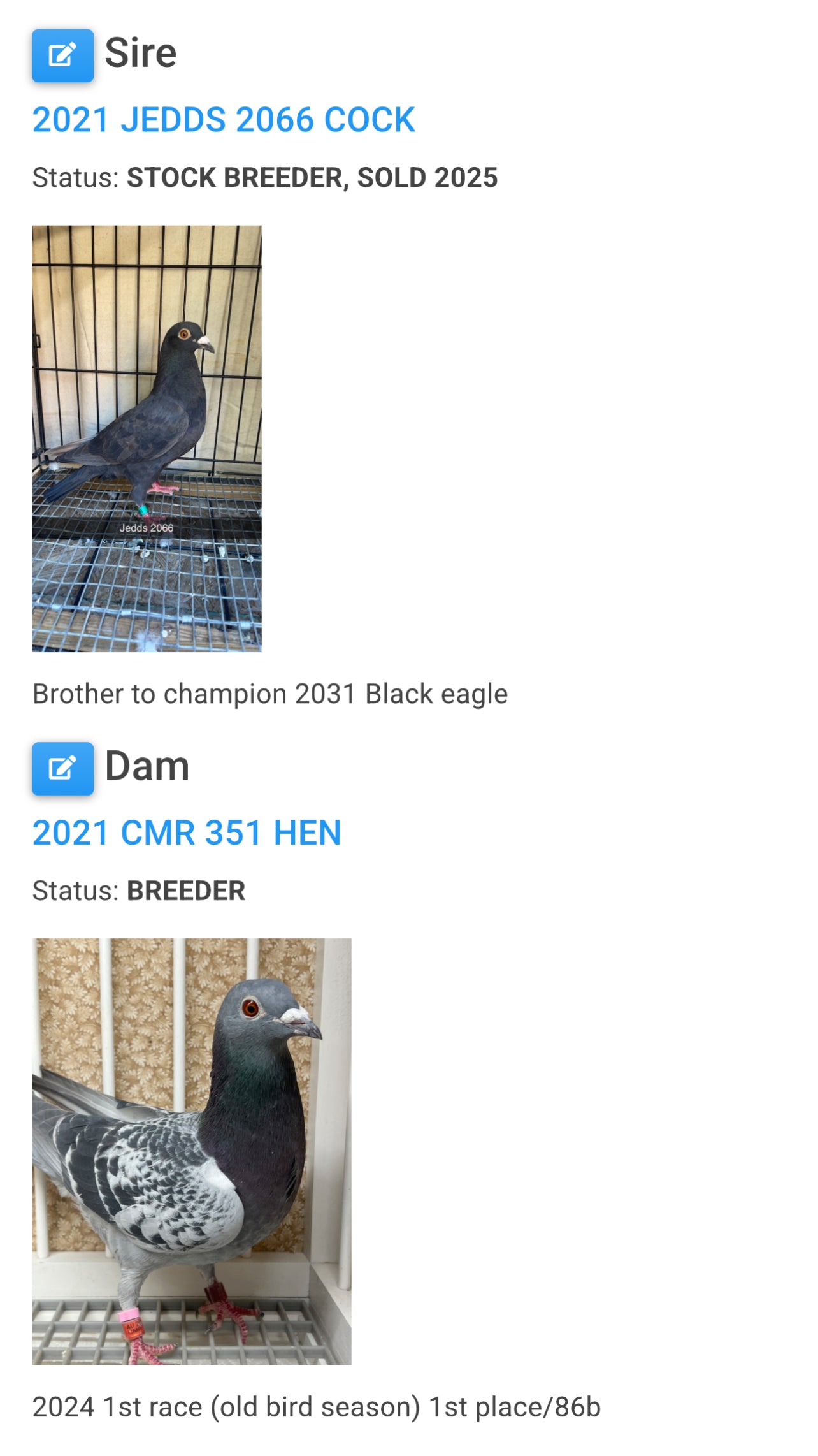 Racing Pigeon “AU 13869”