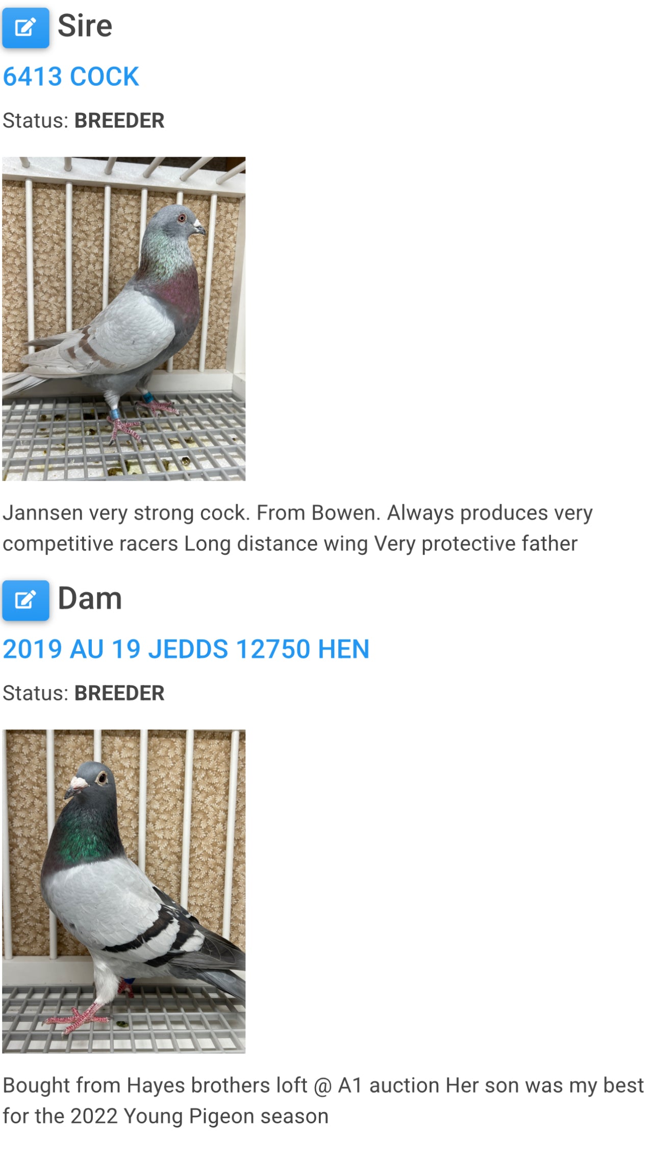 Racing Pigeon "RRL 399”