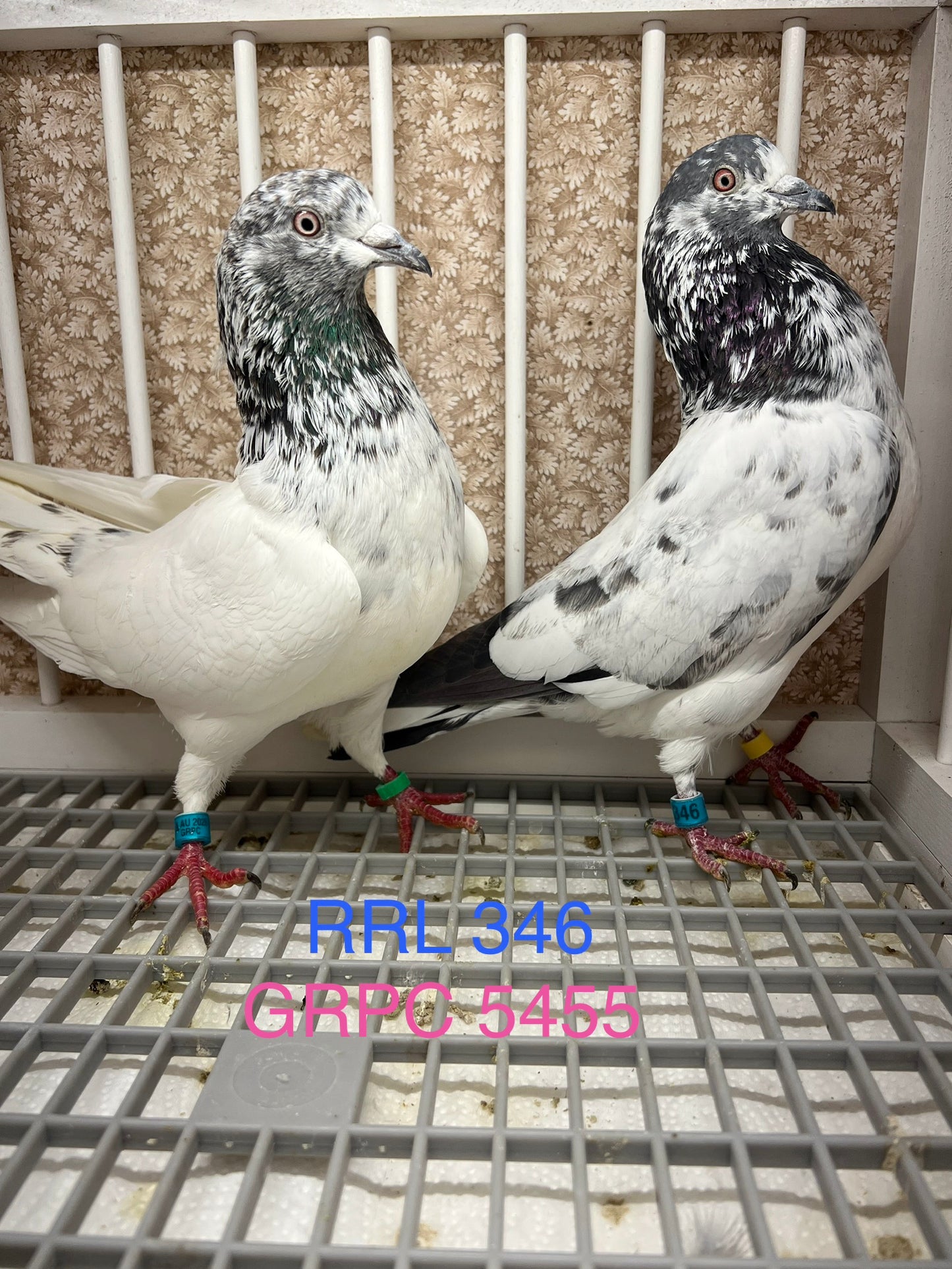 Pakistani Highflier Breeding pair #2