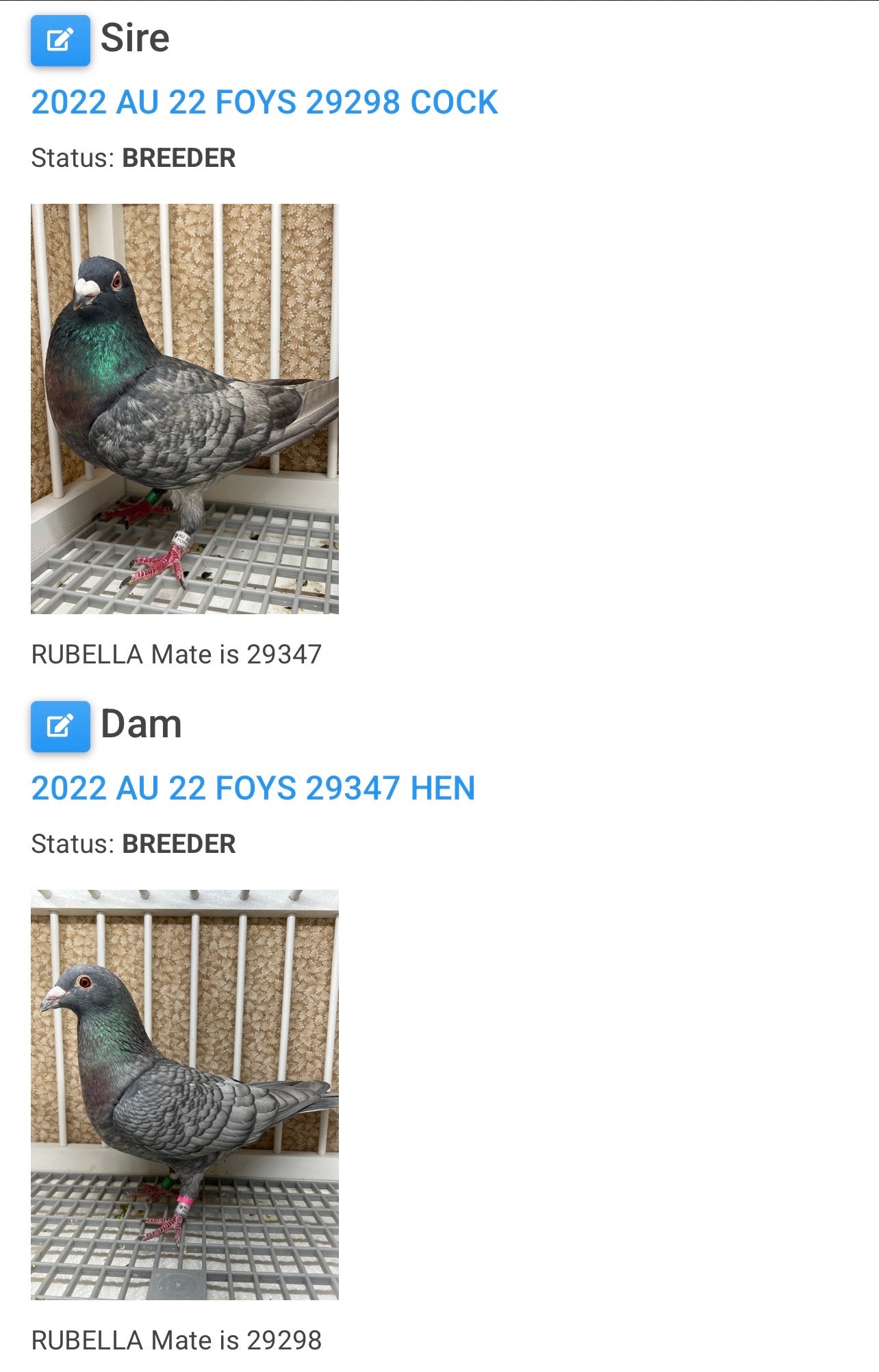 (Rubella) Racing Pigeon "GRPC 5676”
