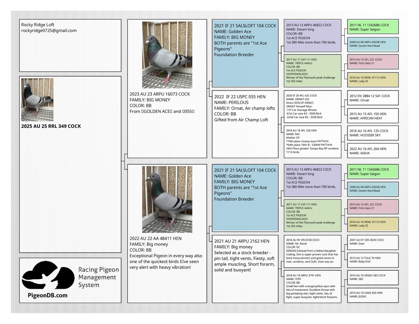 Racing Pigeon (RRL 349)
