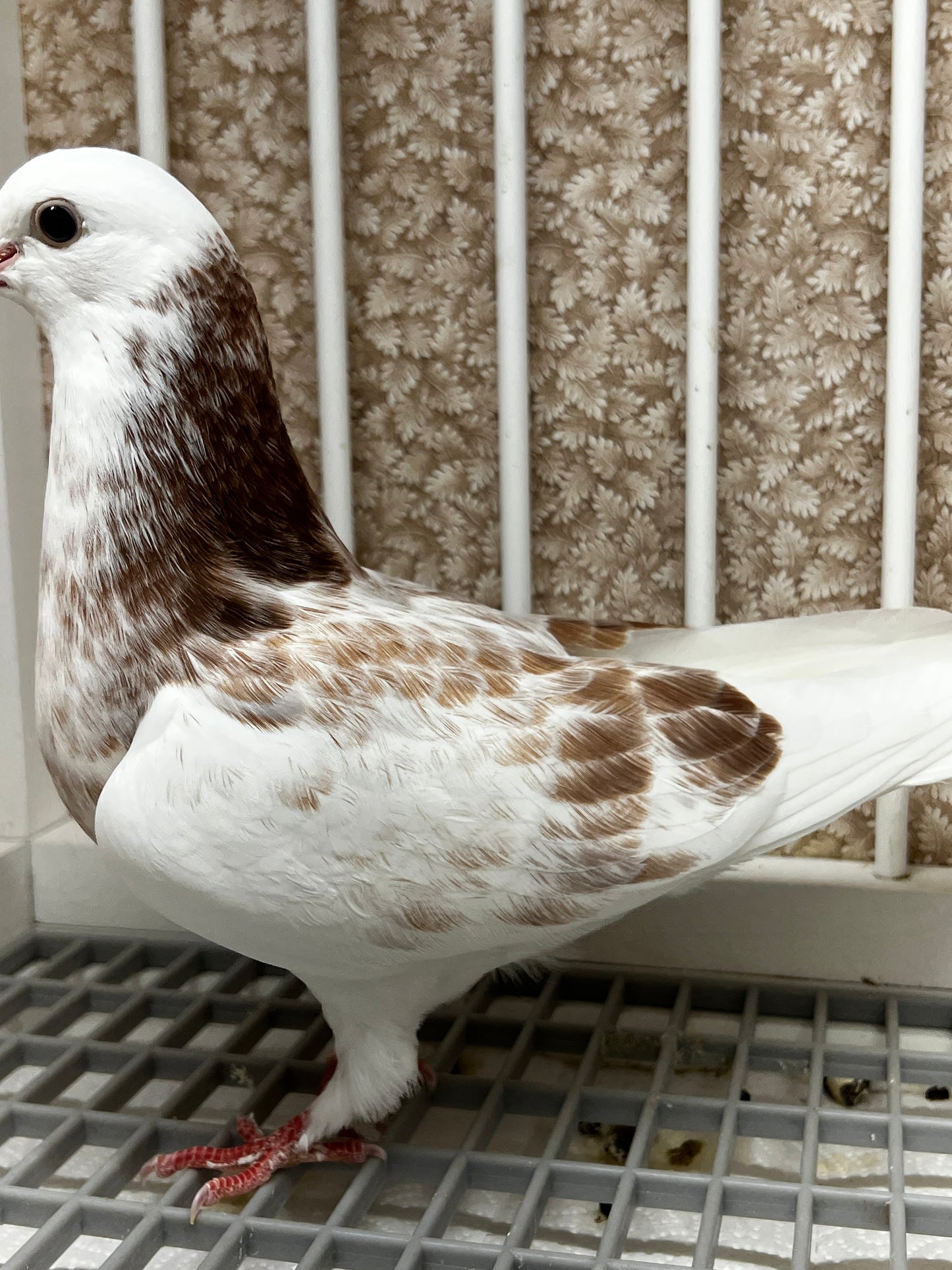 2026 Birmingham Roller Pigeon "8615”