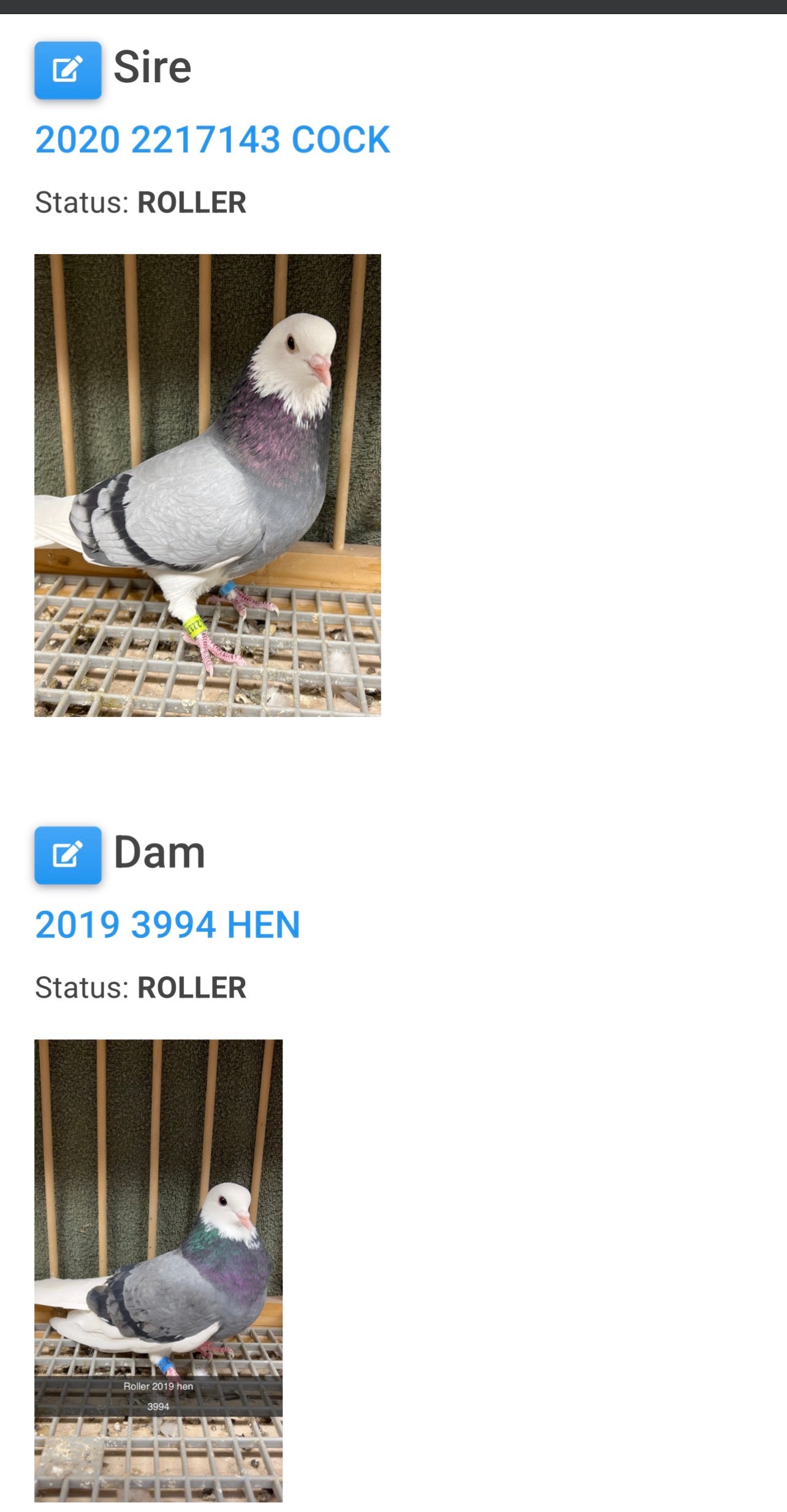 2026 Birmingham Roller Pigeon (8670)