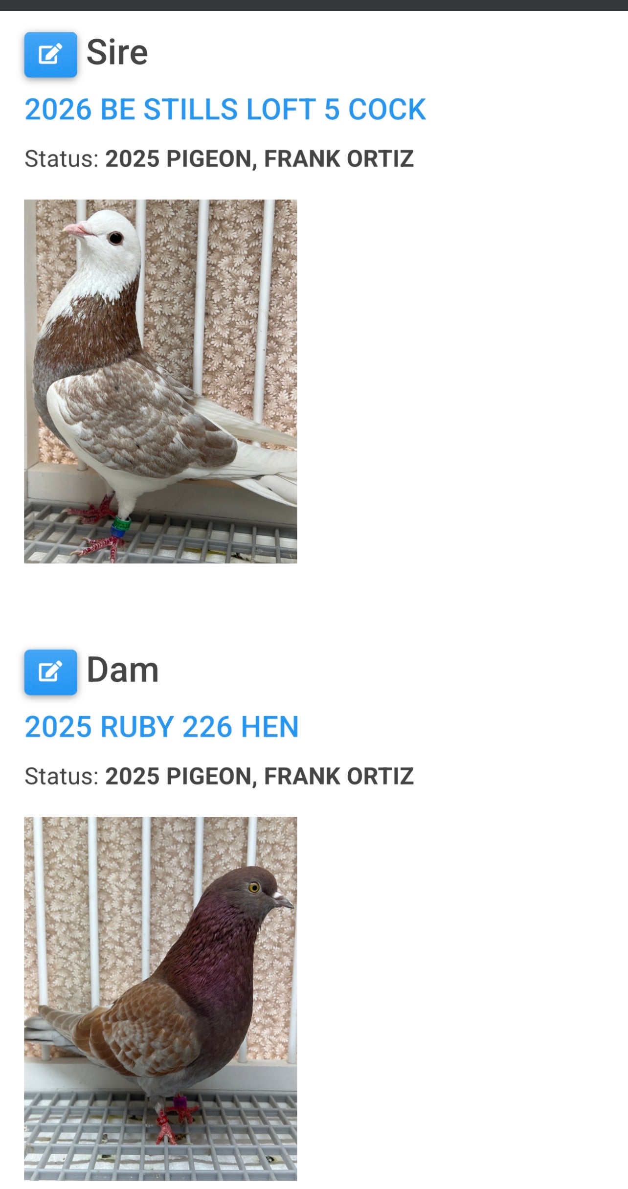 2026 Birmingham Roller Pigeon (8692)