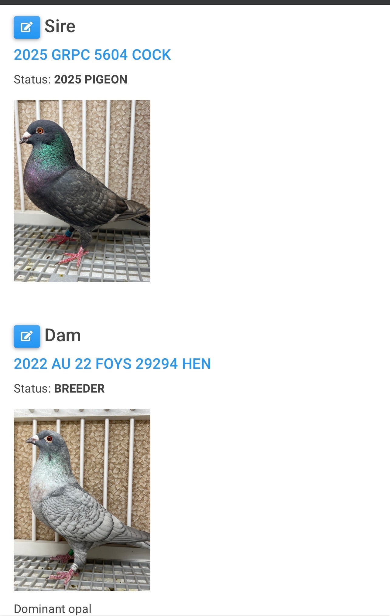 Racing Pigeon (GRPC 8667)