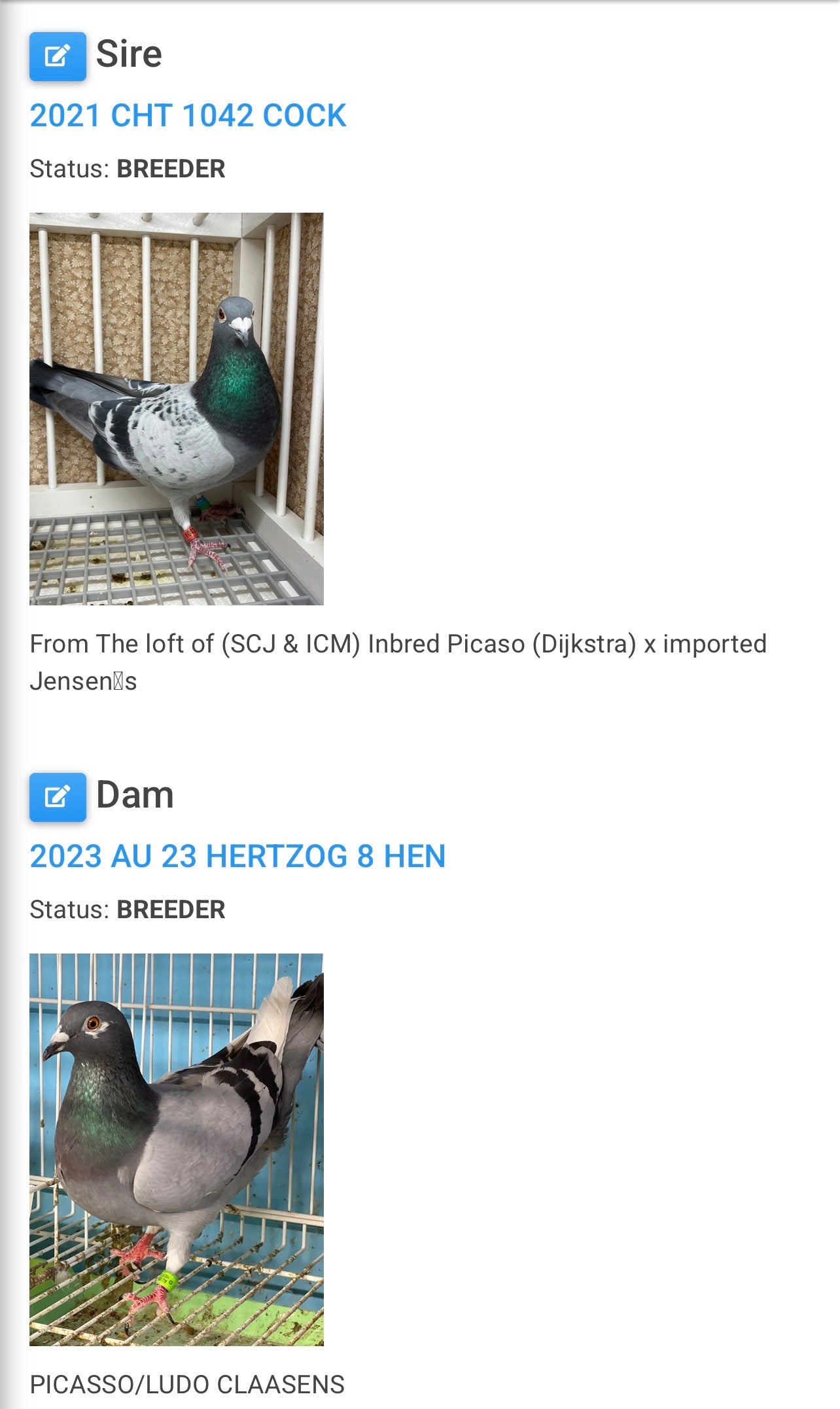 Racing Pigeon (8684)