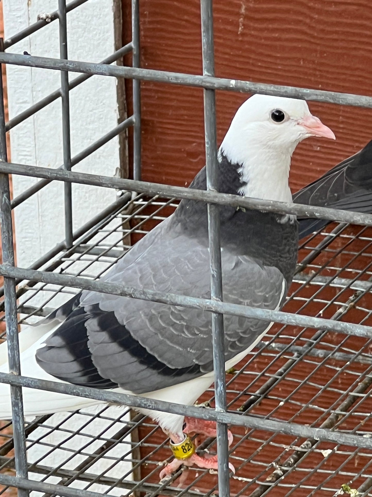 2024 (SOLD) Birmingham Roller Pigeon "8201”