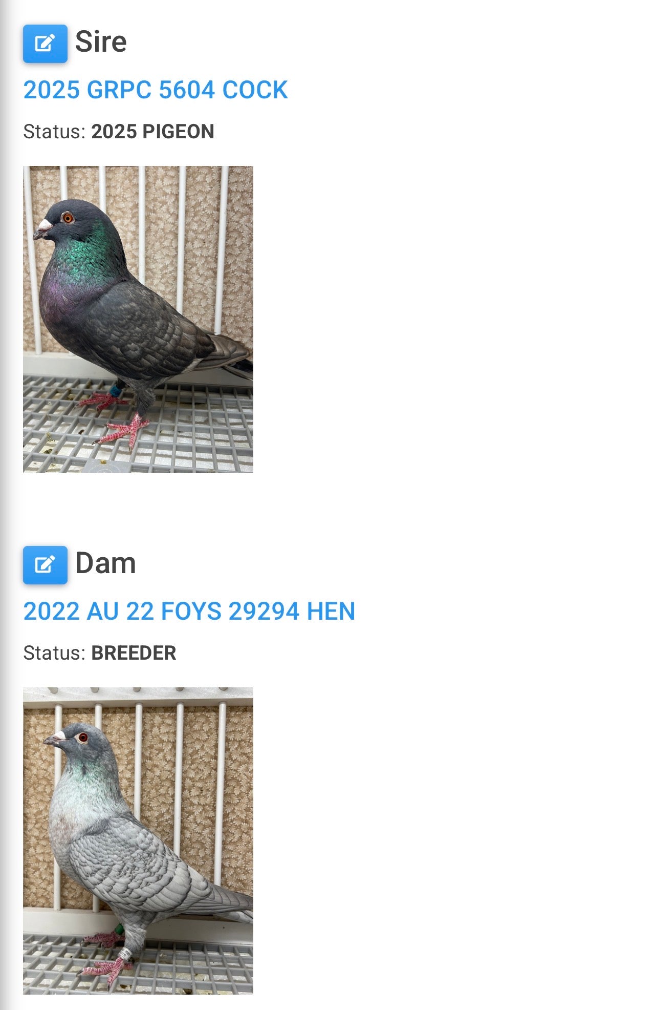 Racing Pigeon (100113)