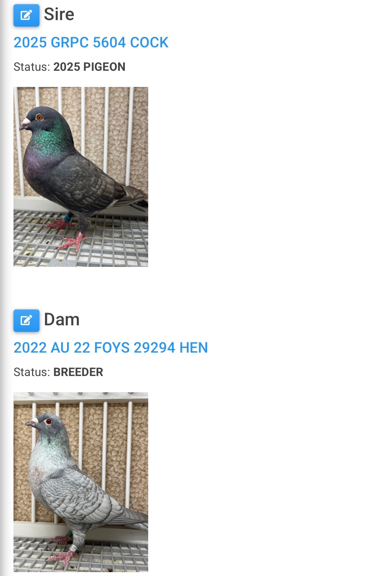 Racing Pigeon (100114)
