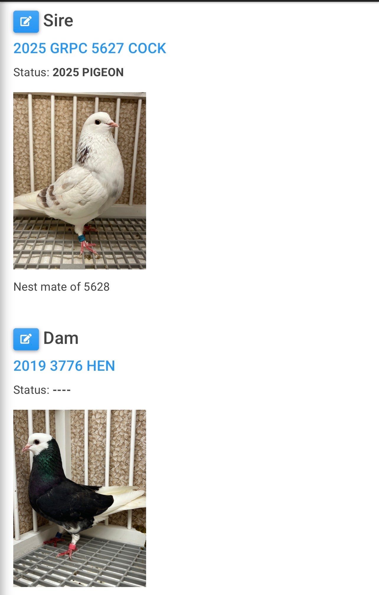 2026 Birmingham Roller Pigeon (100122)