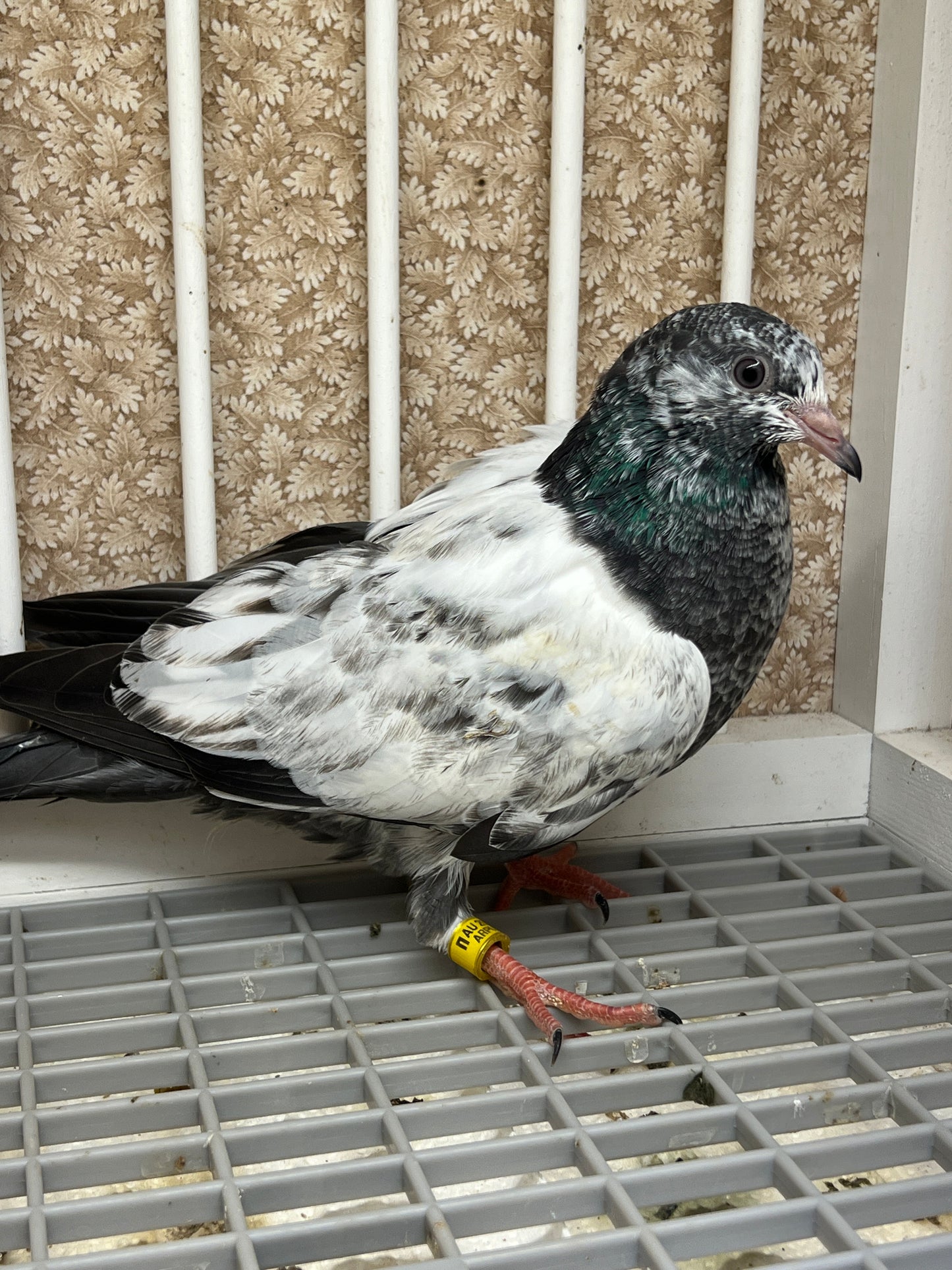 Pakistani Highflier pigeons