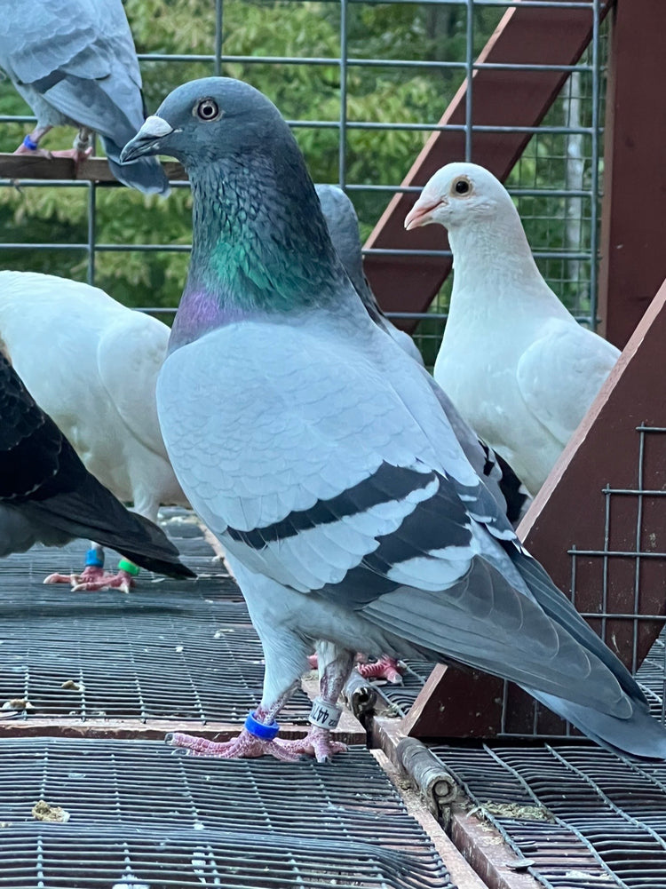 What is Pigeon Racing and How Does it Work? – Rocky Ridge Pigeons