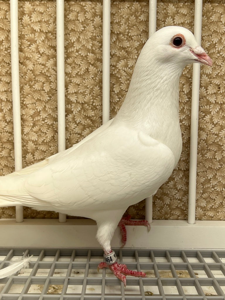 White Pigeons for sale Rocky Ridge Pigeons