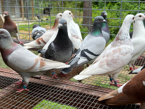 Rocky Ridge Pigeons