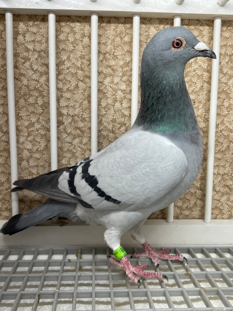 Racing Pigeon "16065" Hen