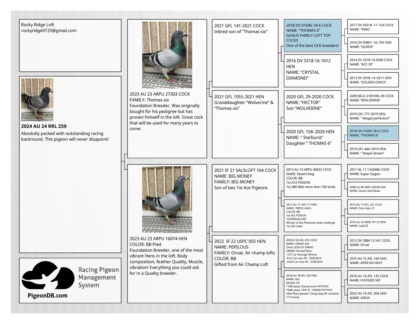 OLR Racing Pigeon "RRL 259”