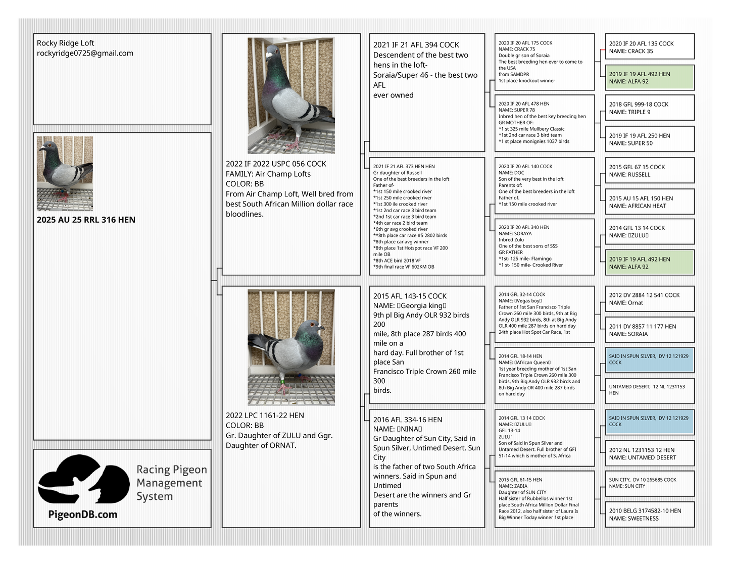 Racing Pigeon (RRL 316)