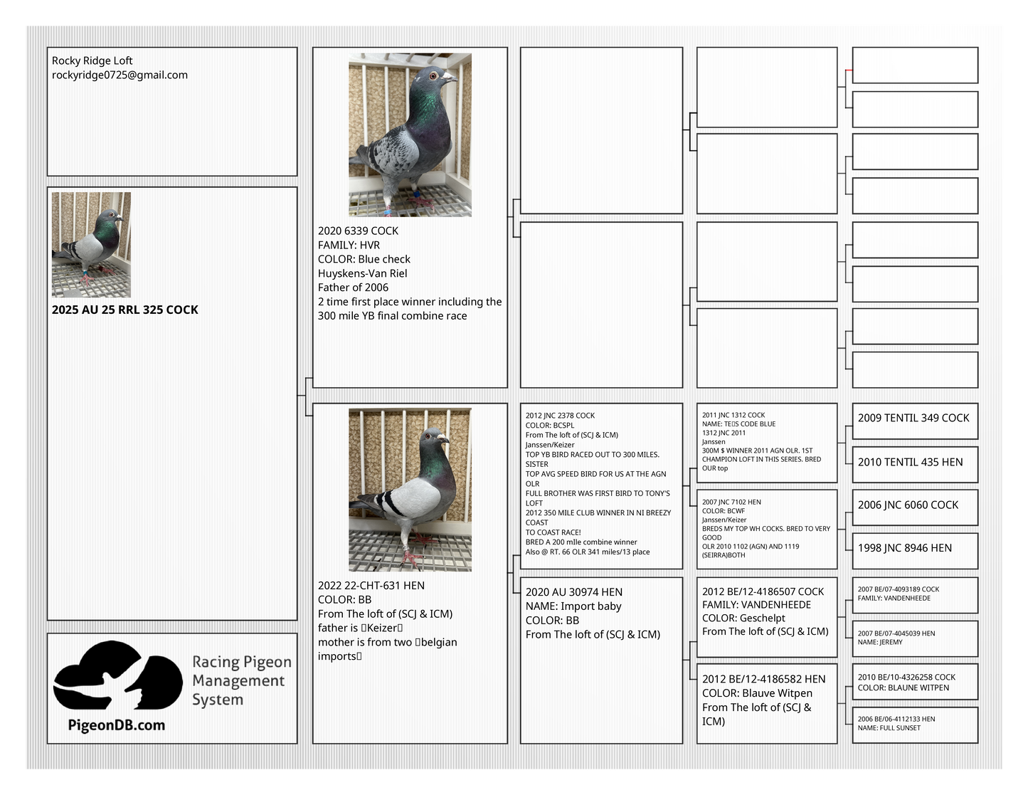 Racing Pigeon (RRL 325)