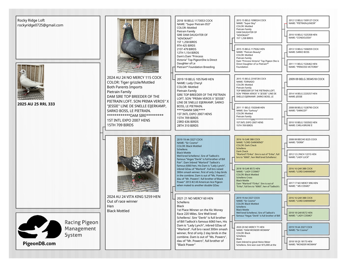 Racing Pigeon "RRL 333”