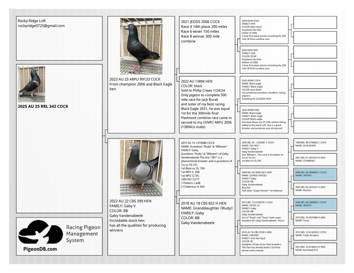 Racing Pigeon "RRL 342”