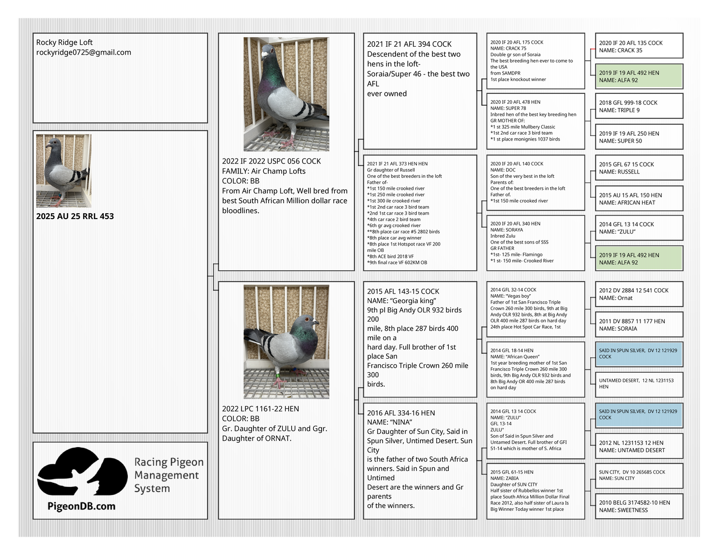 Racing Pigeon (RRL 453)