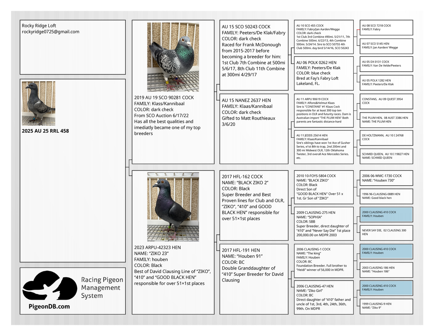 (Houben/Klass/Fabry)Racing Pigeon (RRL 458)