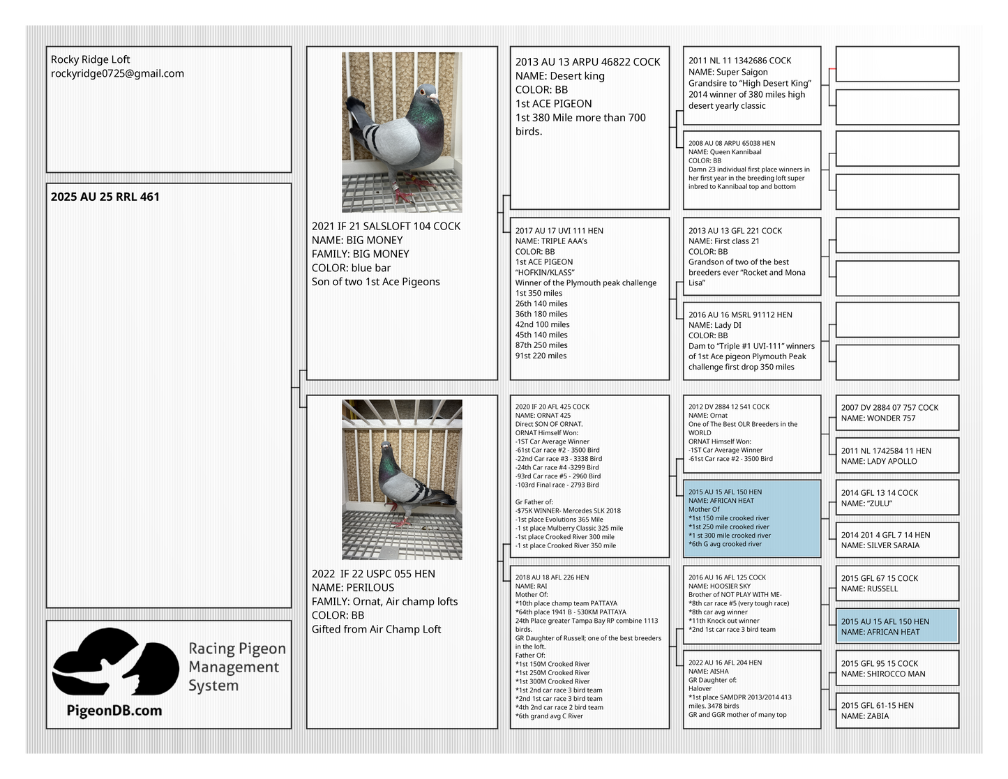 (Big Money/Ornat)Racing Pigeon (RRL 461)