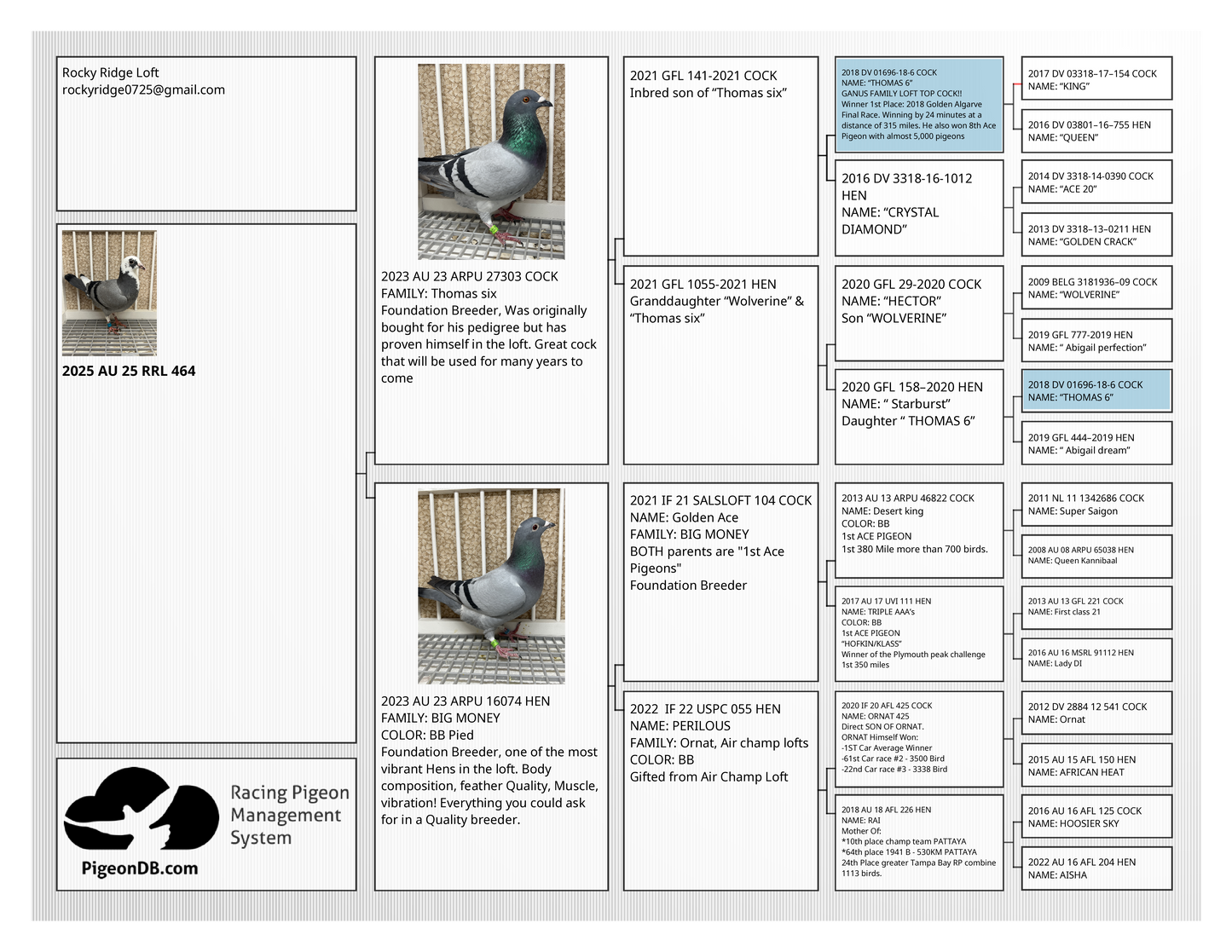OLR Racing Pigeon "RRL 464”