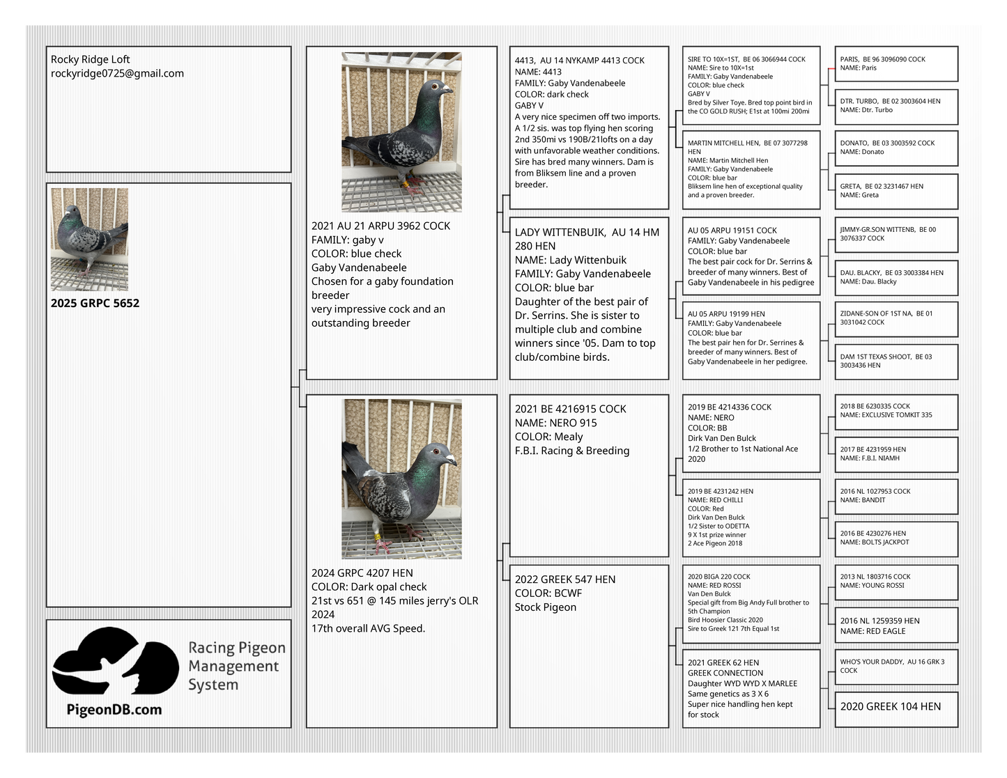 (Gabby)Racing Pigeon (GRPC 5452)