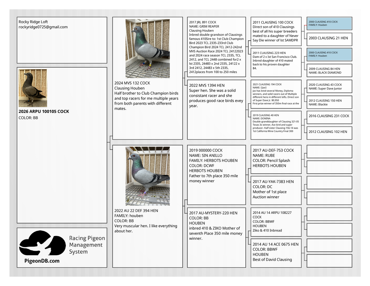 Houben Racing Pigeon (100105)