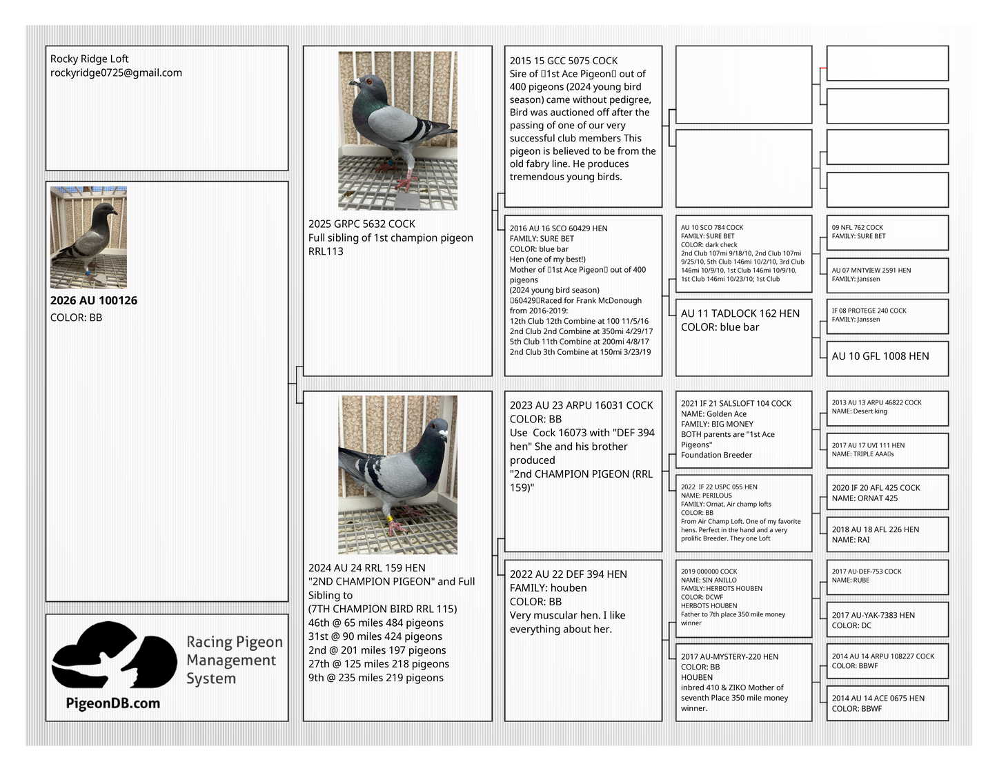 ACE Racing Pigeon (ARPU 100126)