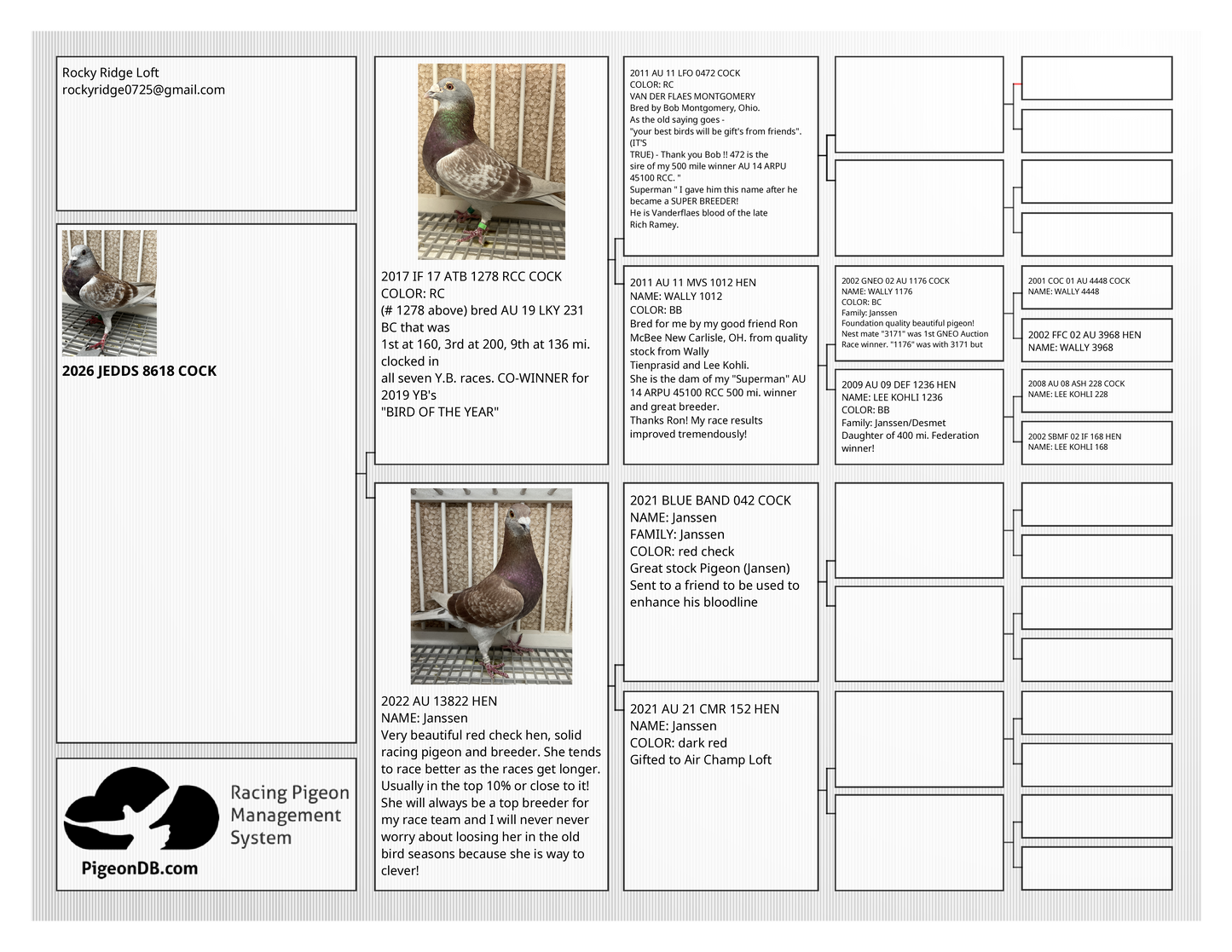 2025 Racing pigeon (8659)