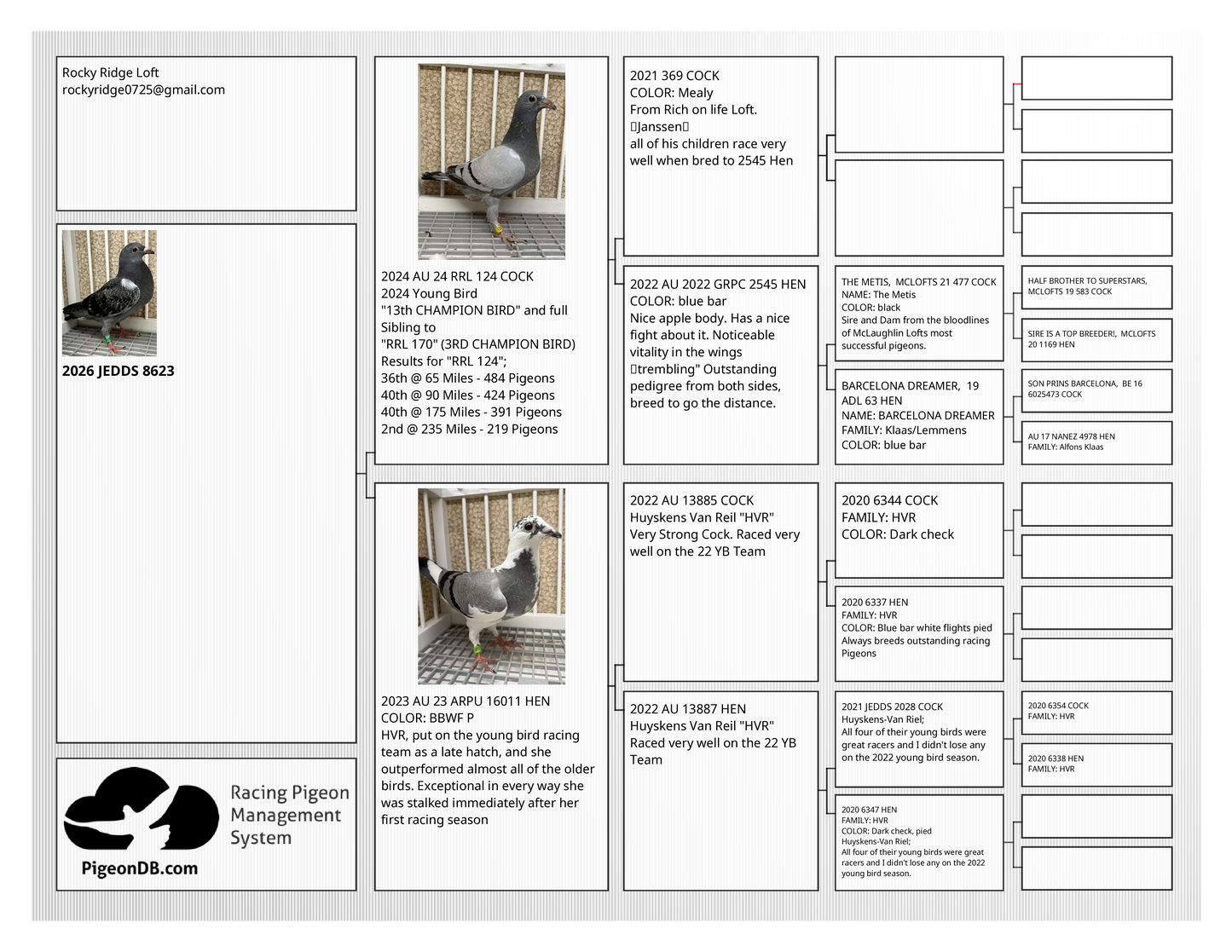 Racing Pigeon (8623)